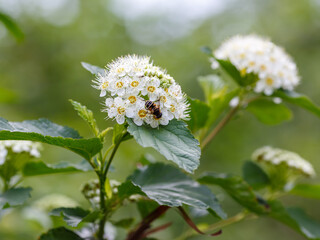 Physocarpus blooms in spring time. Physocarpus is a genus of deciduous shrubs of the Rosaceae family. A bee collects nectar on flowers.