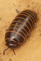 Closeup on a colorful Mediterranean milliped species, Glomeris marginata resembling a woodlouse
