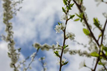 Blossoming branch of cherry on a background of blue sky.