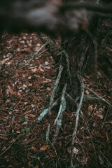 Pine tree roots, trunk close-up. Spruce pine forest in a dark key.