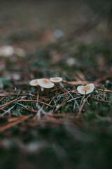Non-edible mushrooms in close-up against the background of pine fir needles in a dark key.