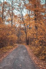 Autumn asphalt road stretching through a picturesque forest with trees painted in bright shades of yellow and orange. Beautiful autumn nature landscape.