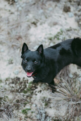 A small dog of the Schipperke breed is black against the background of nature.