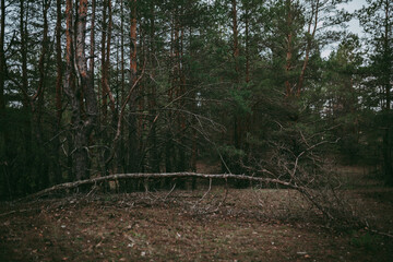 Spruce pine forest in a dark key