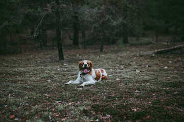 A British Spaniel dog lies against the background of a forest and nature