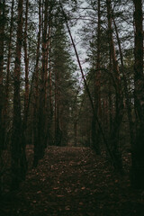 Spruce pine forest in a dark key