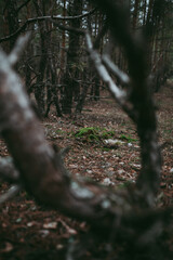 Spruce pine forest in a dark key