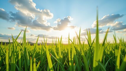 Obraz premium Golden sunset bathes verdant grass; sunlight pierces pastel-blue skies dotted with fluffy cumulus clouds, casting an ethereal glow across the serene landscape