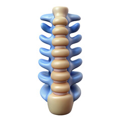 Anatomical Model of Human Spine in Blue and Beige Colors