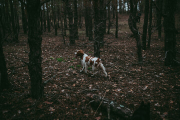 A British Spaniel dog is on the move against a backdrop of forest and nature.