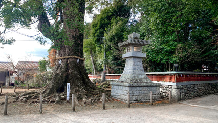 大貞八幡宮薦神社の神秘的な御神木