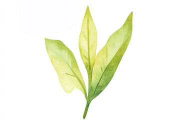 Fototapeta premium A delicate watercolor illustration of green leaves, showcasing their vibrant hues and intricate shapes.
