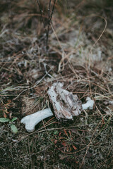 Animal bones, a close-up skull against a background of greenery on the ground
