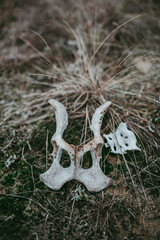 Animal bones, a close-up skull against a background of greenery on the ground