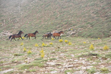 The wild horses at the mountain