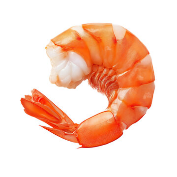 shrimp isolated on white background, prawn on transparent or png background