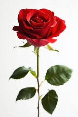 Naklejka premium Single Red Rose in Vase