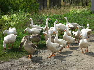domestic geese on a street walk