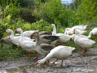 domestic geese on a street walk