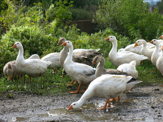 domestic geese on a street walk