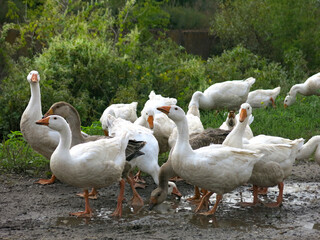 domestic geese on a street walk