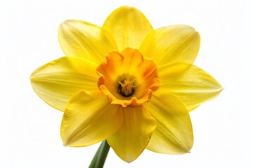 Fototapeta premium Backlit Yellow Narcissus Delnashaugh Petals, Isolated on White, Full Depth of Field