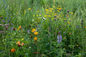 Obraz premium A close-up shot of a meadow bursting with colorful wildflowers, including yellow, purple, and orange blossoms, Wildflowers peeking through a patch of grass