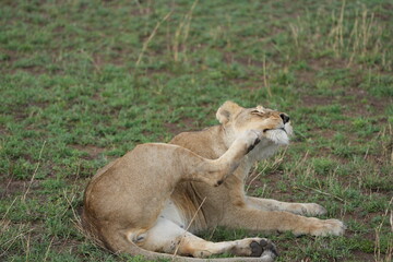 female lion lioness scratching her face with her back paw in the serengeti national park tanzania