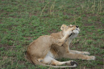 female lion lioness scratching her face with her back paw in the serengeti national park tanzania