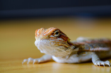 Close up of bearded dragon on wooden background with customizable space for text