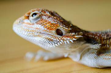 Close up of bearded dragon head on wooden background