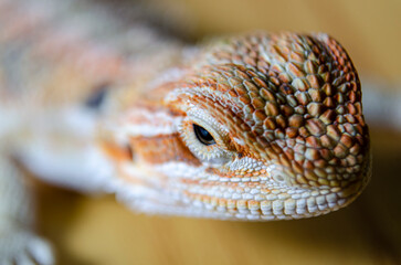 Side view of a close up of bearded dragon head on wooden background