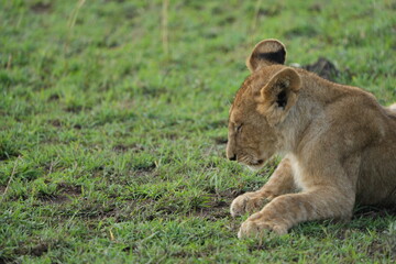 portrait of the side of a face of a lion laying in the grass of the serengeti national park in tanzania