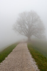 Tree stands out in a mist on a meadow on the edge of a cliff. Hiking nature trail on the side.