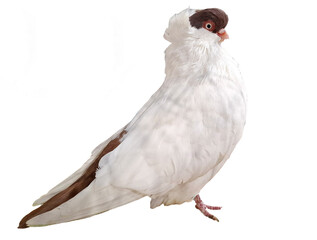 American Helmet pigeon isolated on white