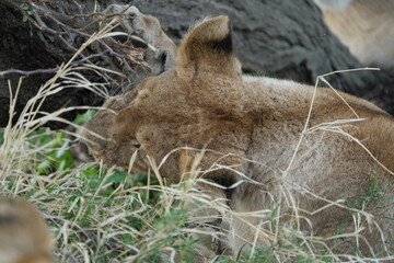 Playful Young Lion Chewing Tree Branch in Serengeti, Tanzania