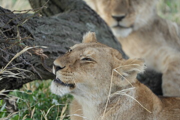 Playful Young Lion Chewing Tree Branch in Serengeti, Tanzania