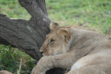 lioness hanging on a tree in the serengeti national park, lazy lion, cute, wallpaper