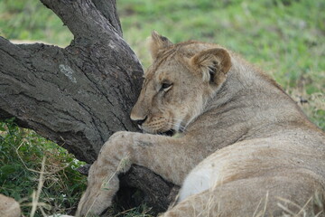 lioness hanging on a tree in the serengeti national park, lazy lion, cute, wallpaper