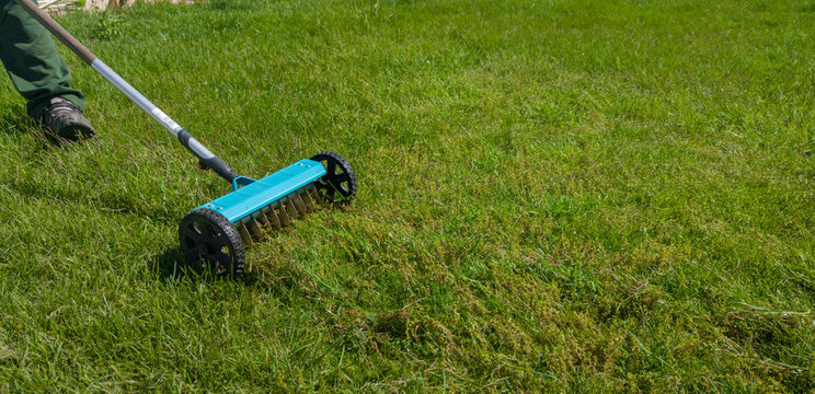 Hand scarifier for lawn in action