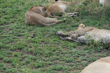 pride of lions laying in the serengeti chilling after dinner