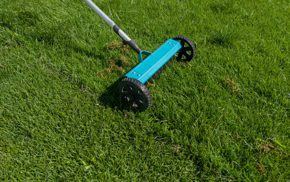 Hand scarifier for lawn in action