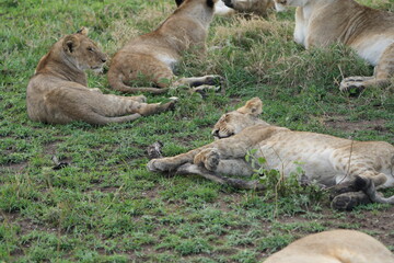 pride of lions laying in the serengeti chilling after dinner