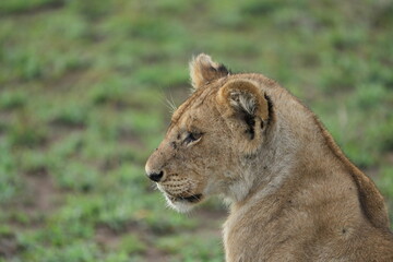 lioness in the grass, side portrait of a lioness in the serengeti national park, headshot