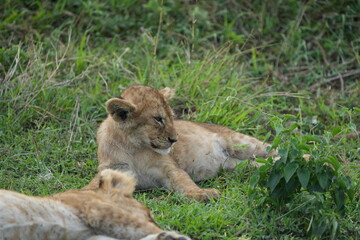 lion cub panthera leo laying in the grass of the serengeti national park