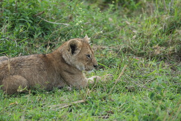 portrait of a baby lion laying in the grass after dinner in the serengeti national park tanzania