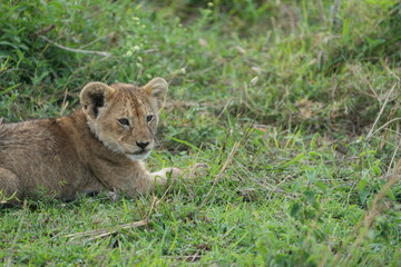 portrait of a baby lion laying in the grass after dinner in the serengeti national park tanzania
