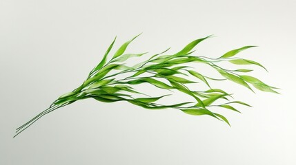 Obraz premium Lush green leaves branch isolated on white background.