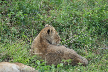 lion cub panthera leo laying in the grass of the serengeti national park