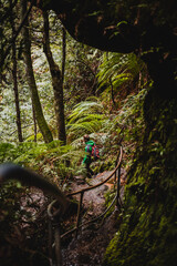 Hiker on the path in the rain forest in Grand Canyon, Blue Mountains, Australia